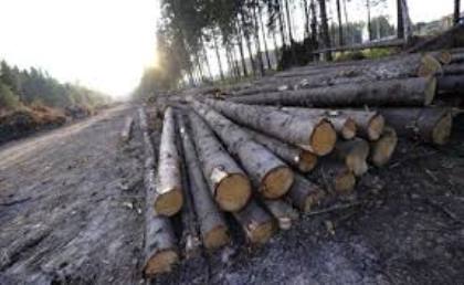 Контролировать вопрос с незаконными рубками леса в Нижнеудинском районе намерен Тимур Сагдеев самостоятельно 